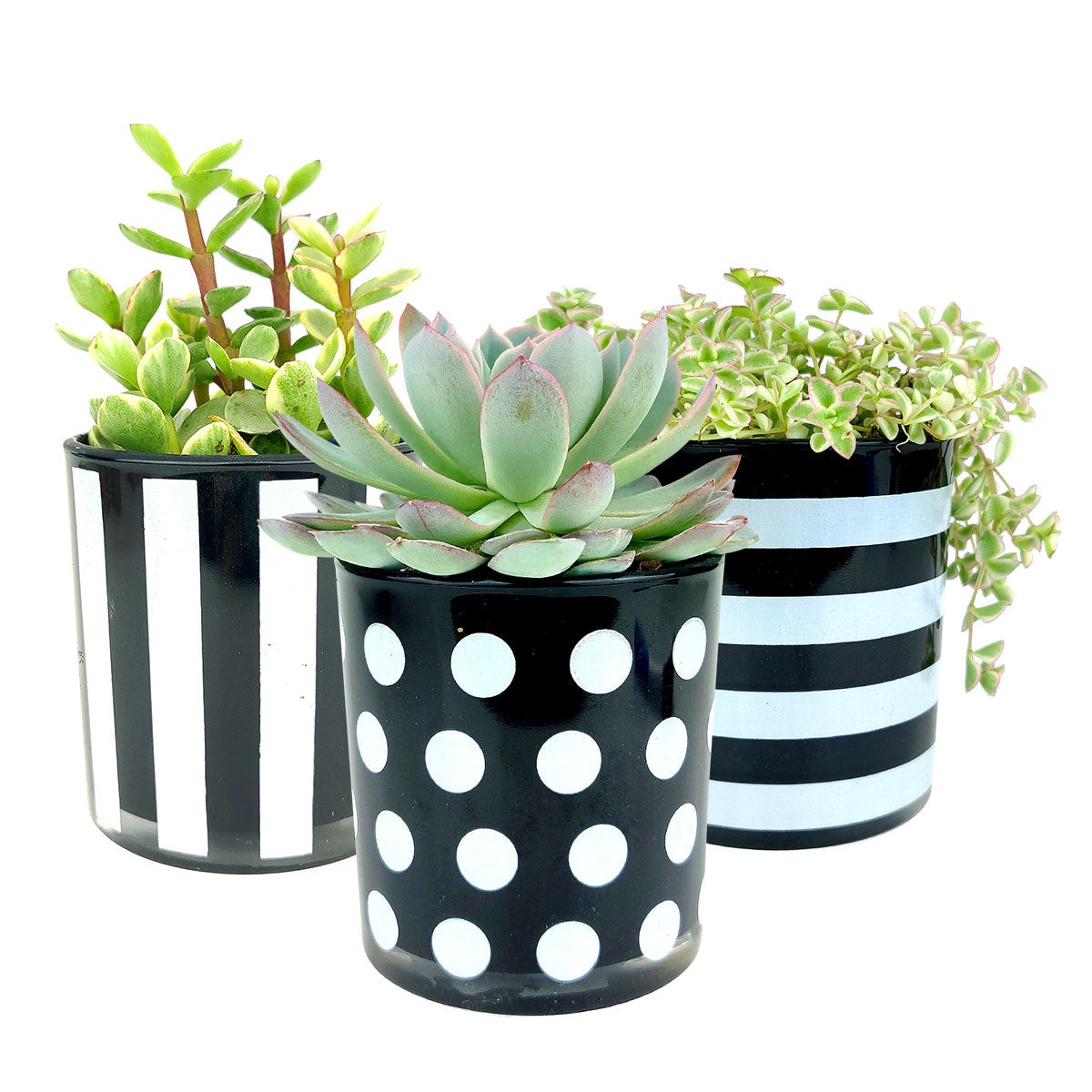 3 Pack Black and White Glass Planters