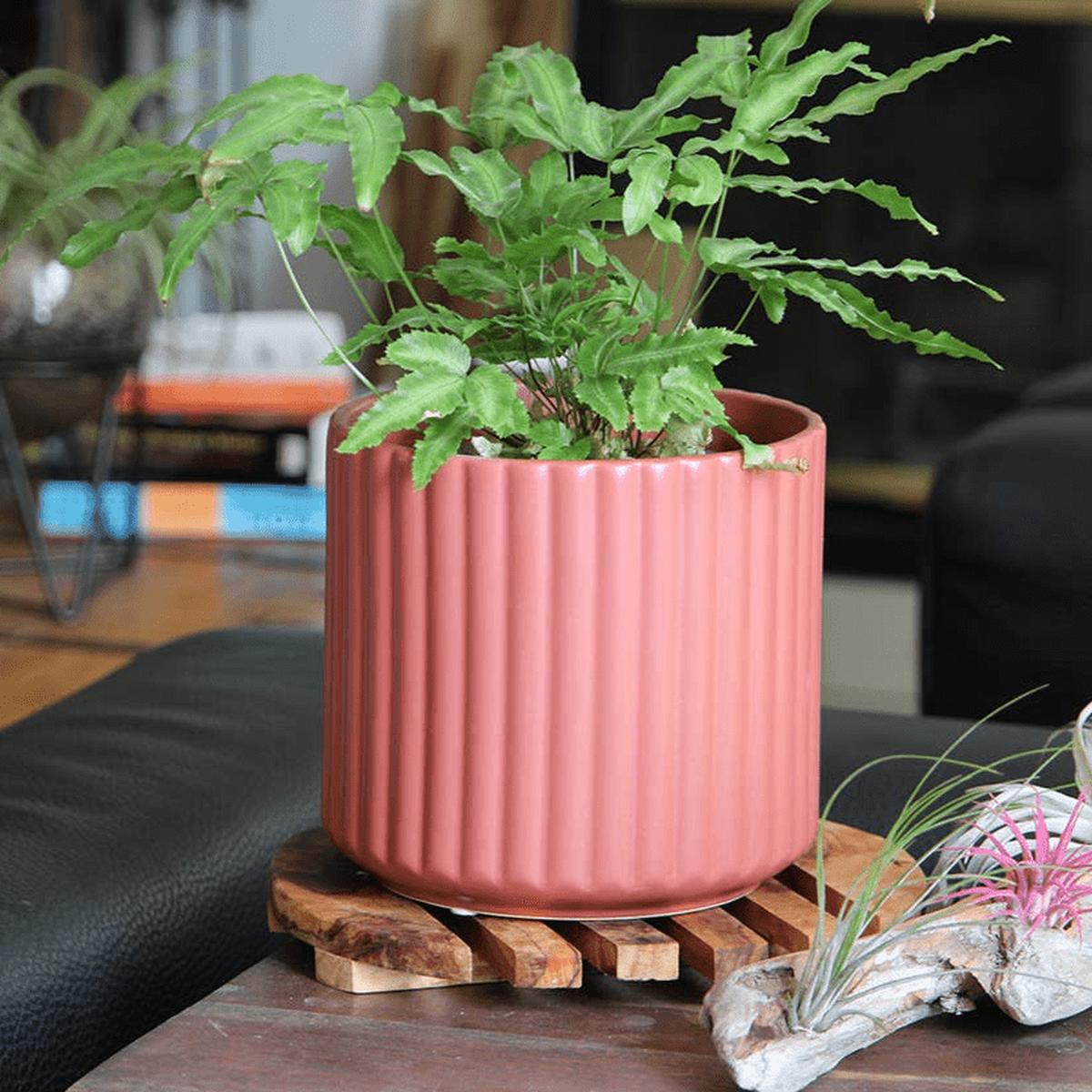 6.5" Brush Comb Hibiscus Planter Ceramic Pot