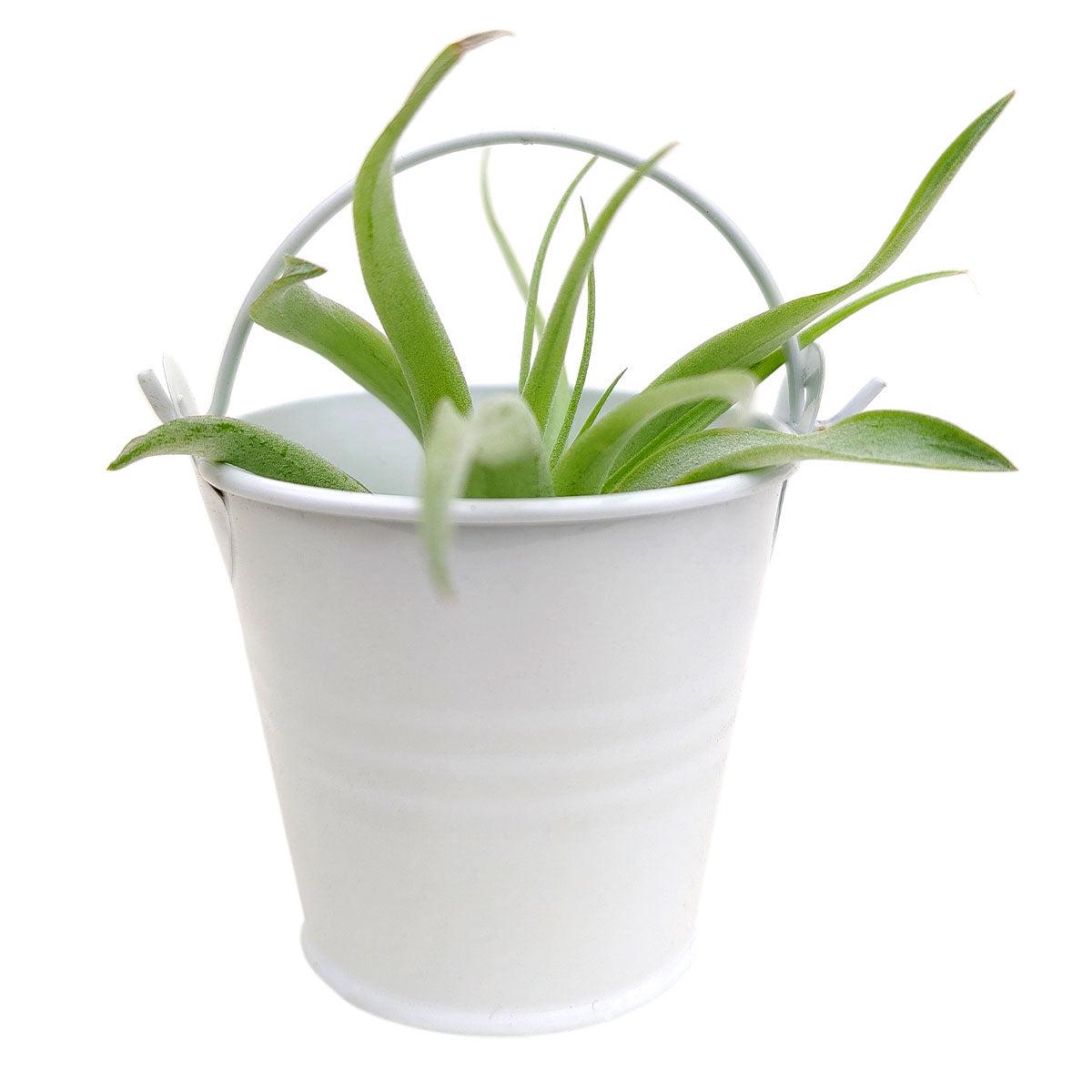 3 7/8" White Tin Pail