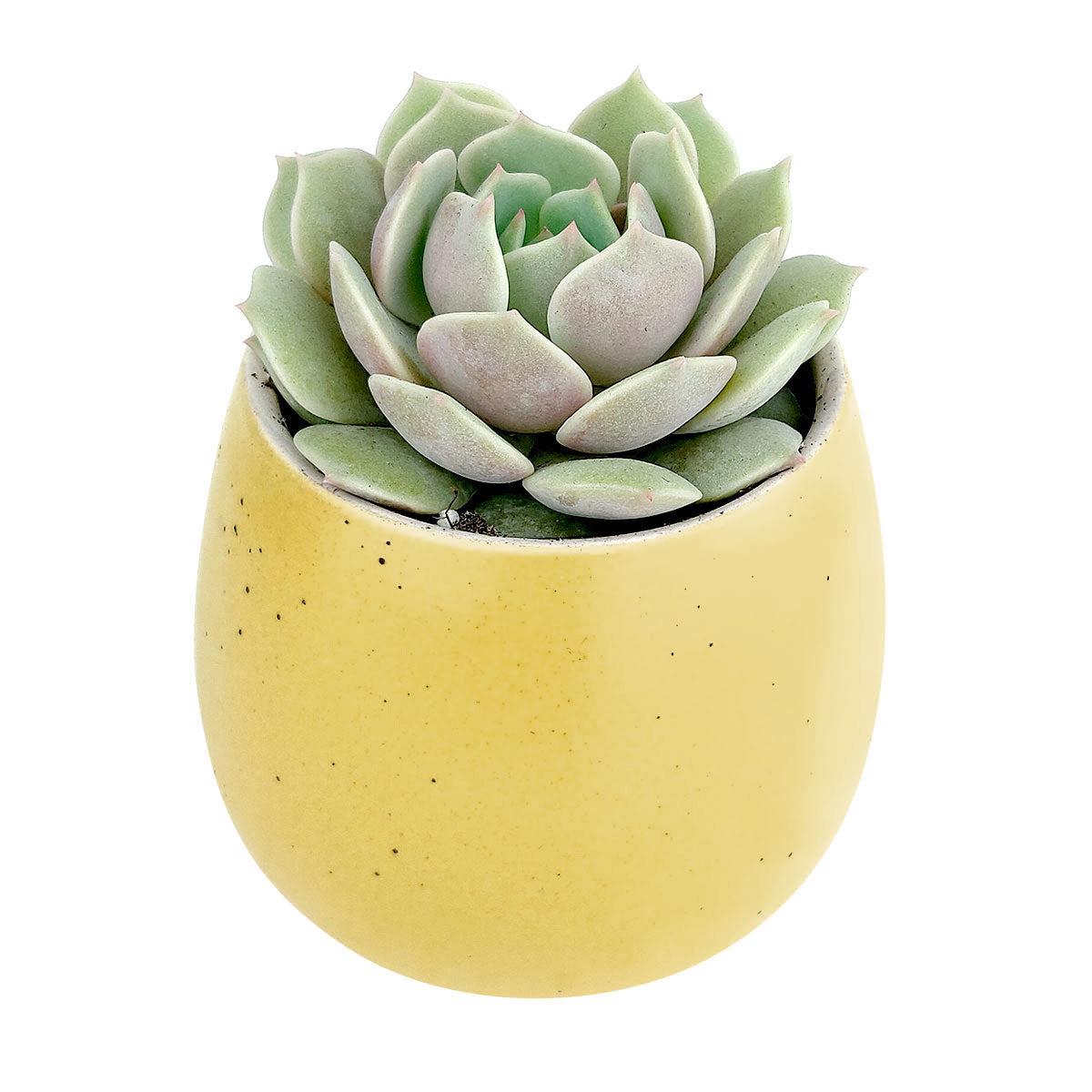 Yellow Egg Planter