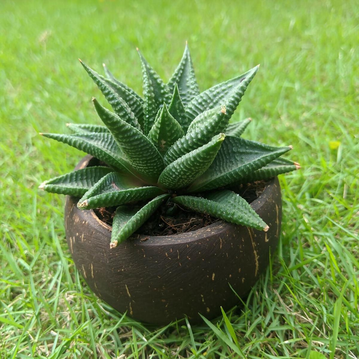 Thenga Coconut Shell Natural Round Planter Pot (Set of 1) | Eco-Friendly Indoor Plant Pot for Home Dcor