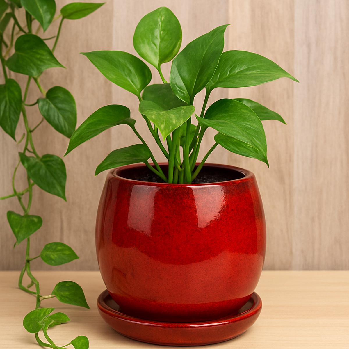 6 inch Crimson Red Ceramic Pot with Saucer