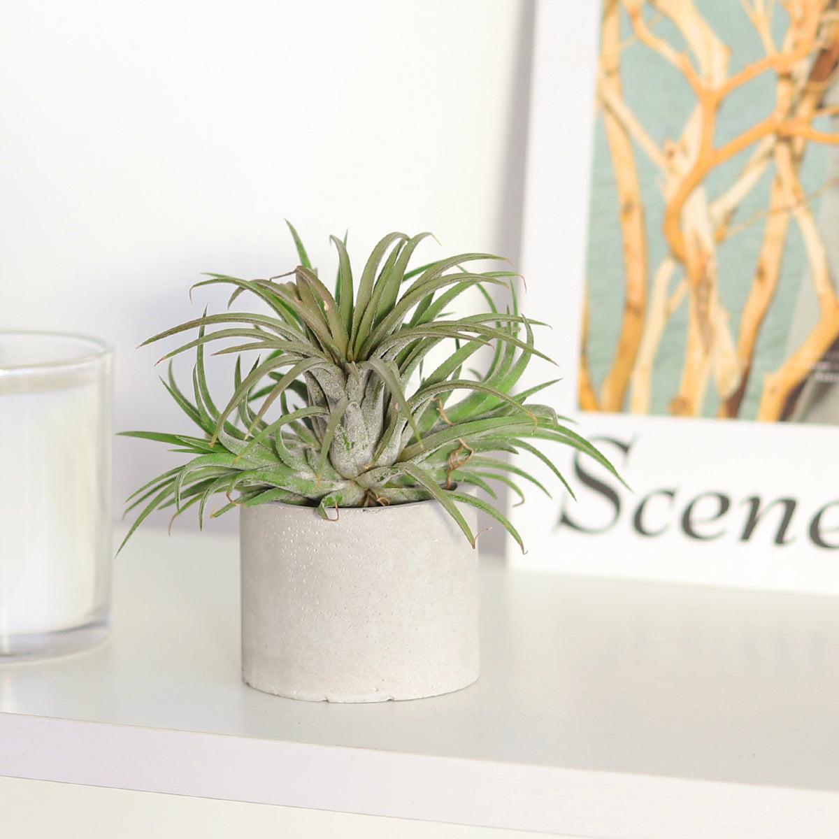 Round Cement Mini Air Plant Holder