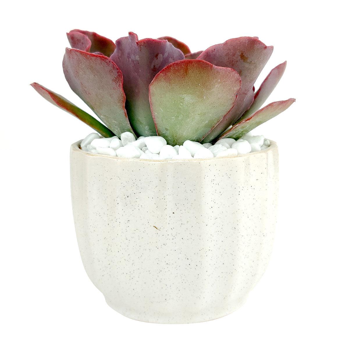 White Ripple Planter