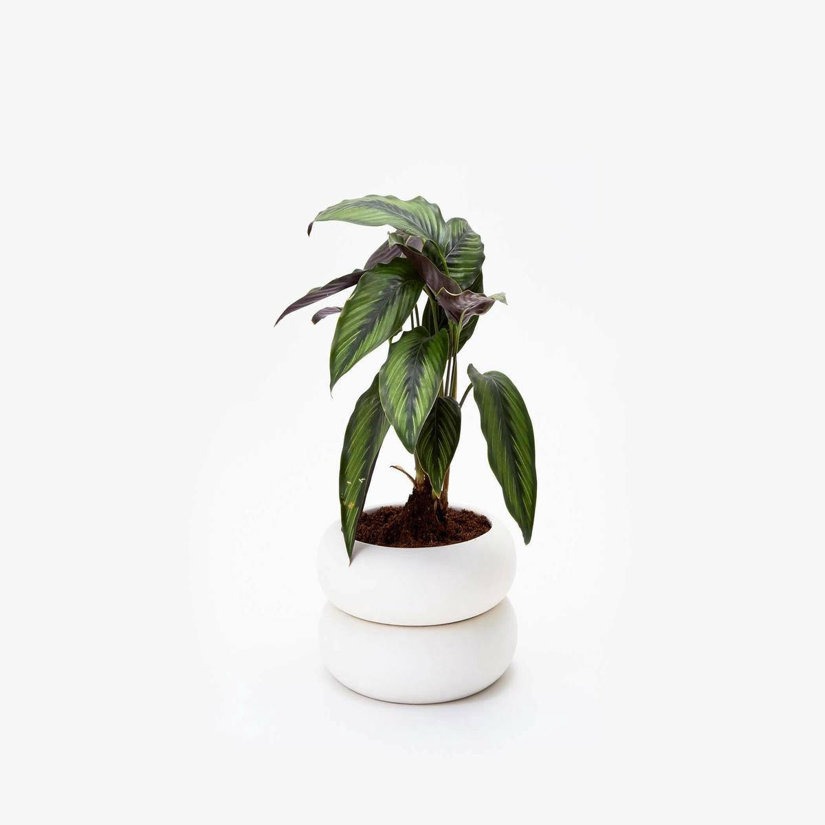 Areaware | Stacking Planters