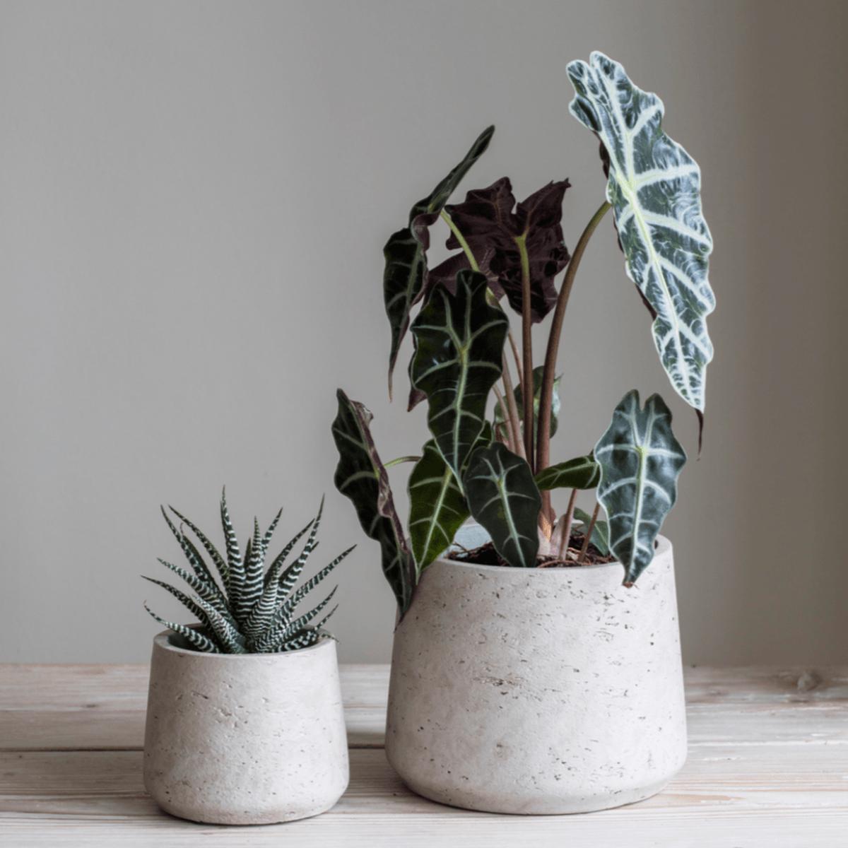 Tapered Stratton Pot